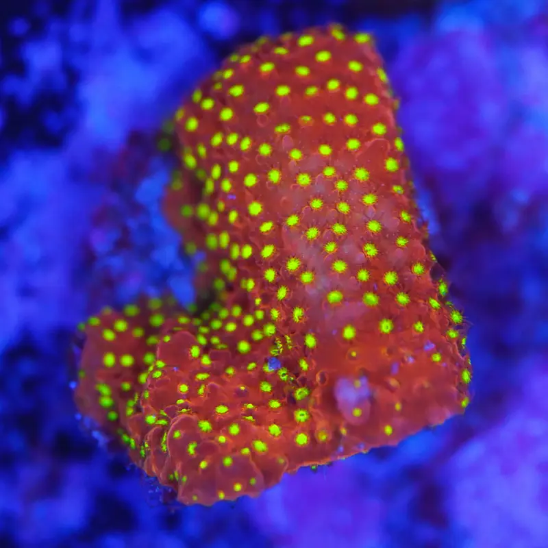 Stylocoeniella reverse burning banana