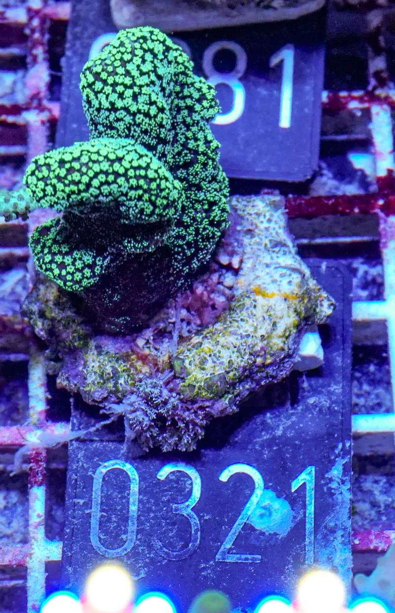 Stylophora pistillata "green"