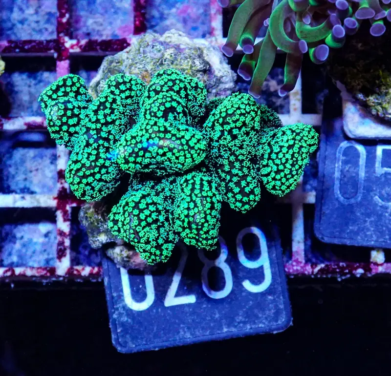Stylophora pistillata "green"