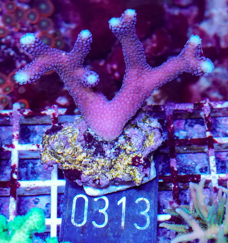 Stylophora pistillata "Milka"