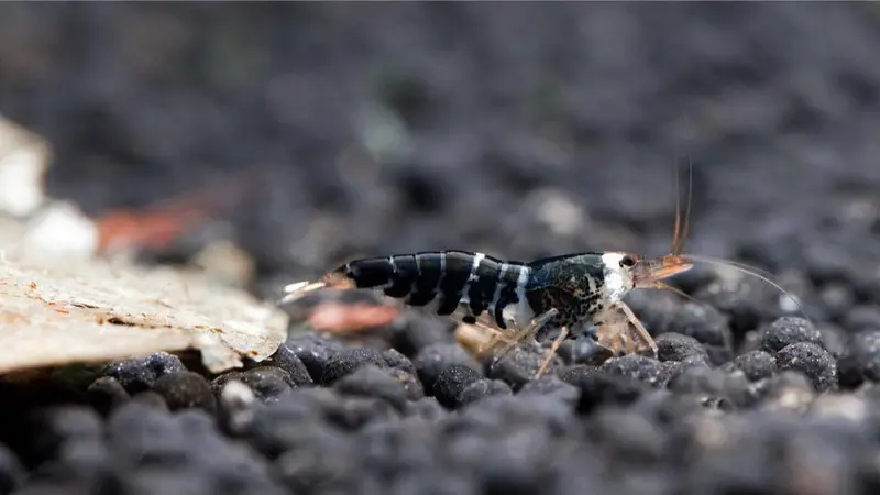 Super Crystal Black Garnele - Caridina logemanni (DNZ)