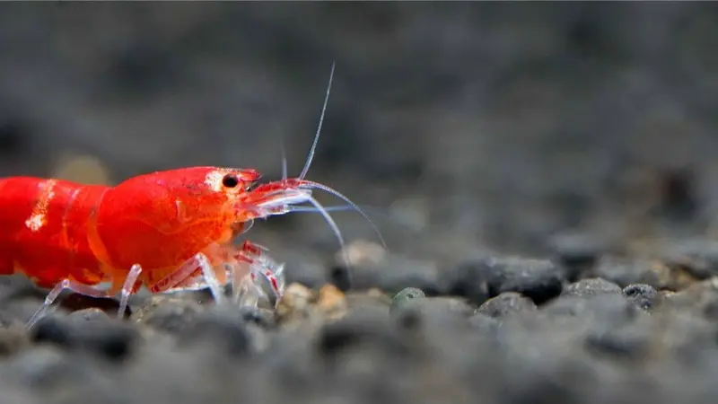 Super Crystal Red Garnele - Caridina logemanni (DNZ)