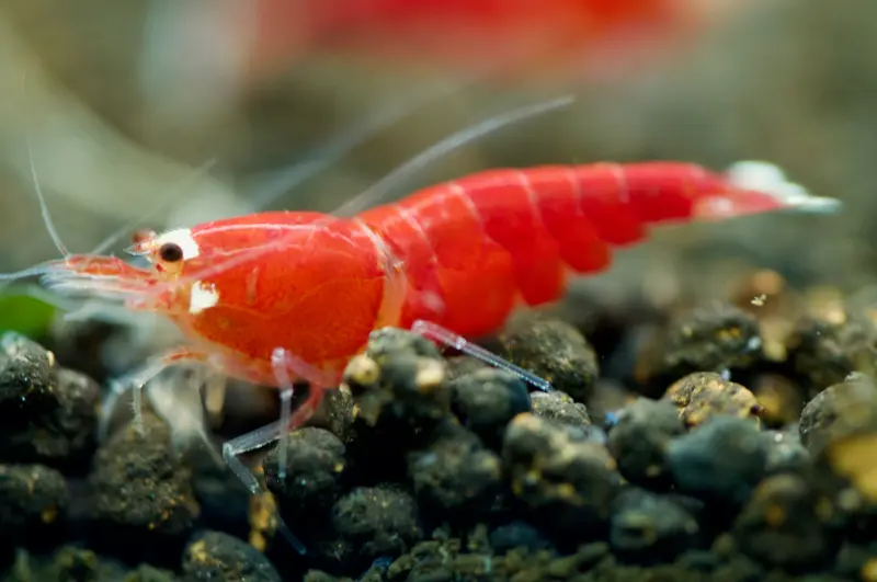 Super Crystal Red Santa Garnele (SCR)