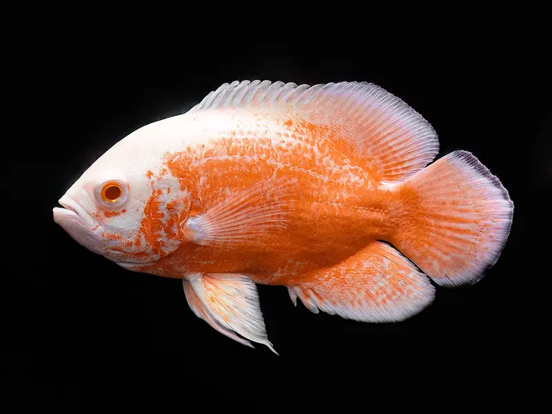 Super Orange Oscar