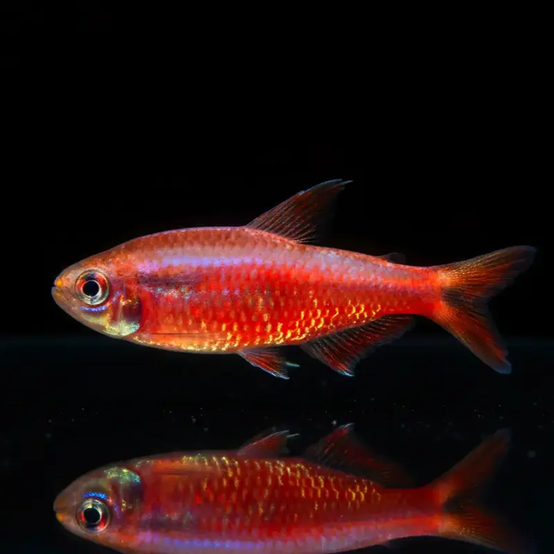 Super-Red-Devil-Tetra – Hyphessobrycon notidanos "Red Devil"