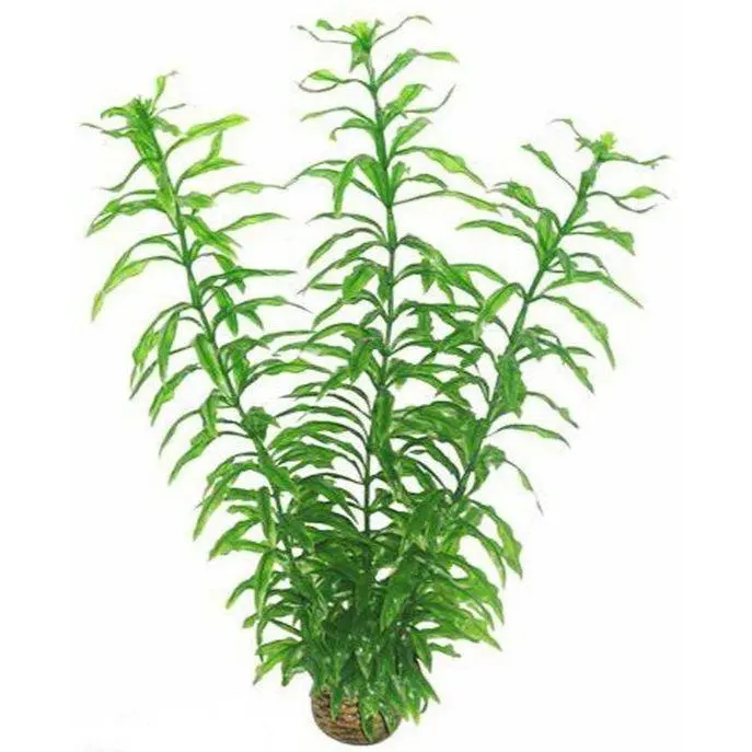 SuperFish Easy Plant Hoch 30 cm - nr2