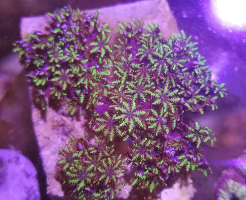 Sympodium sp. – Blaue Weichkoralle