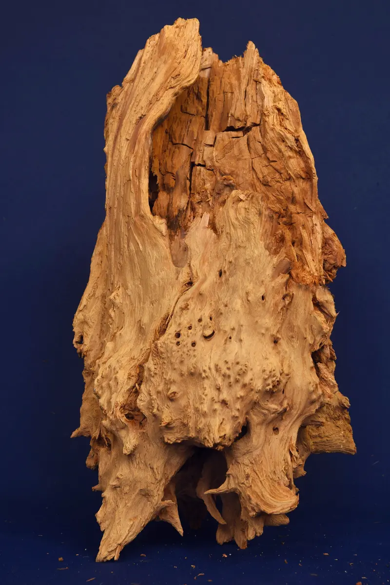 Taigaholz / Scaperwood exquisite / Aquarium Wurzel 114