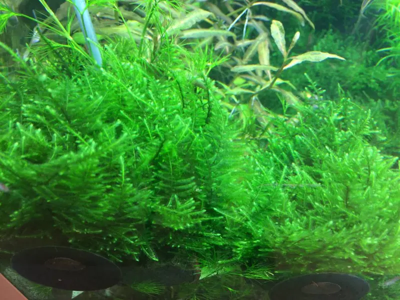 Taiwan moss - In vitro cup