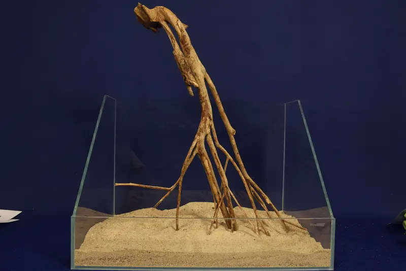 Talawa Pionierholz, Aquarium Wurzel, Größe "L", Premium - TE818