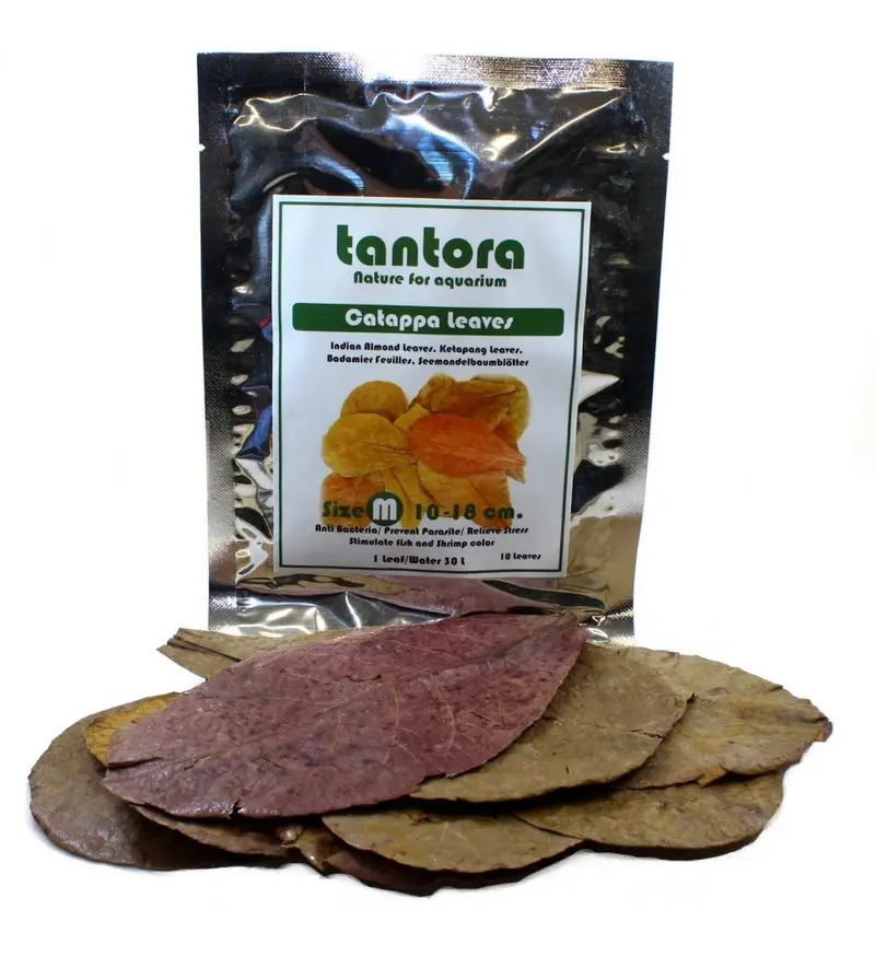 Tantora medium catappa Blätter