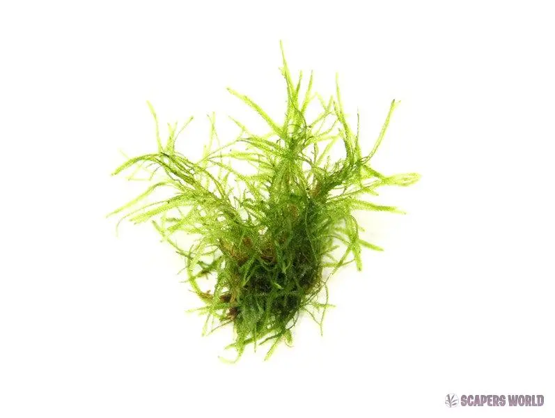 Taxiphyllum alternans (Taiwan Moss)