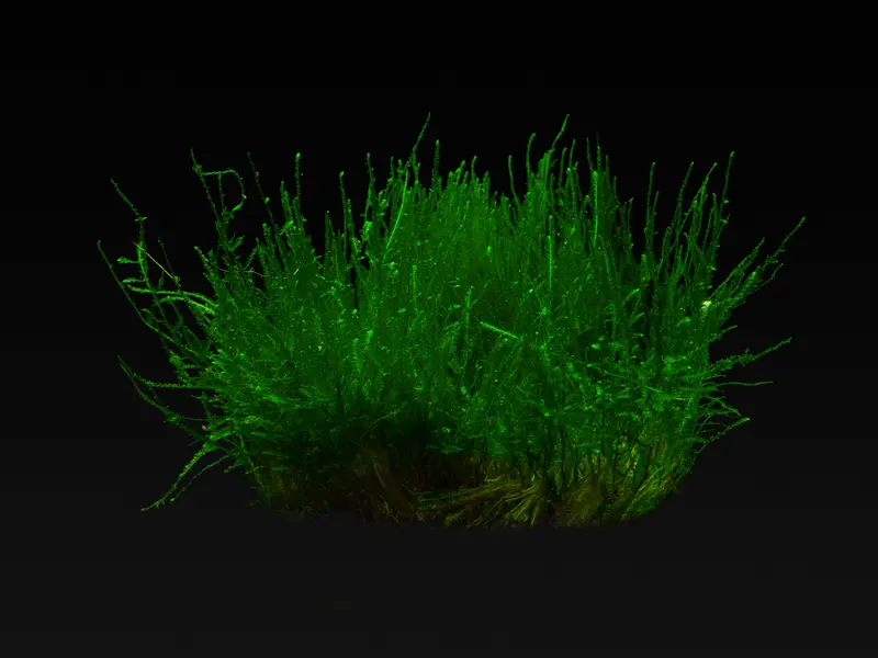 Taxiphyllum sp. ’Flame Moss’