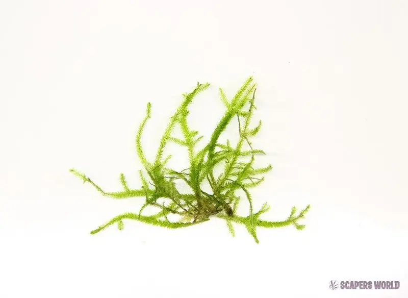 Taxiphyllum spec. Giant