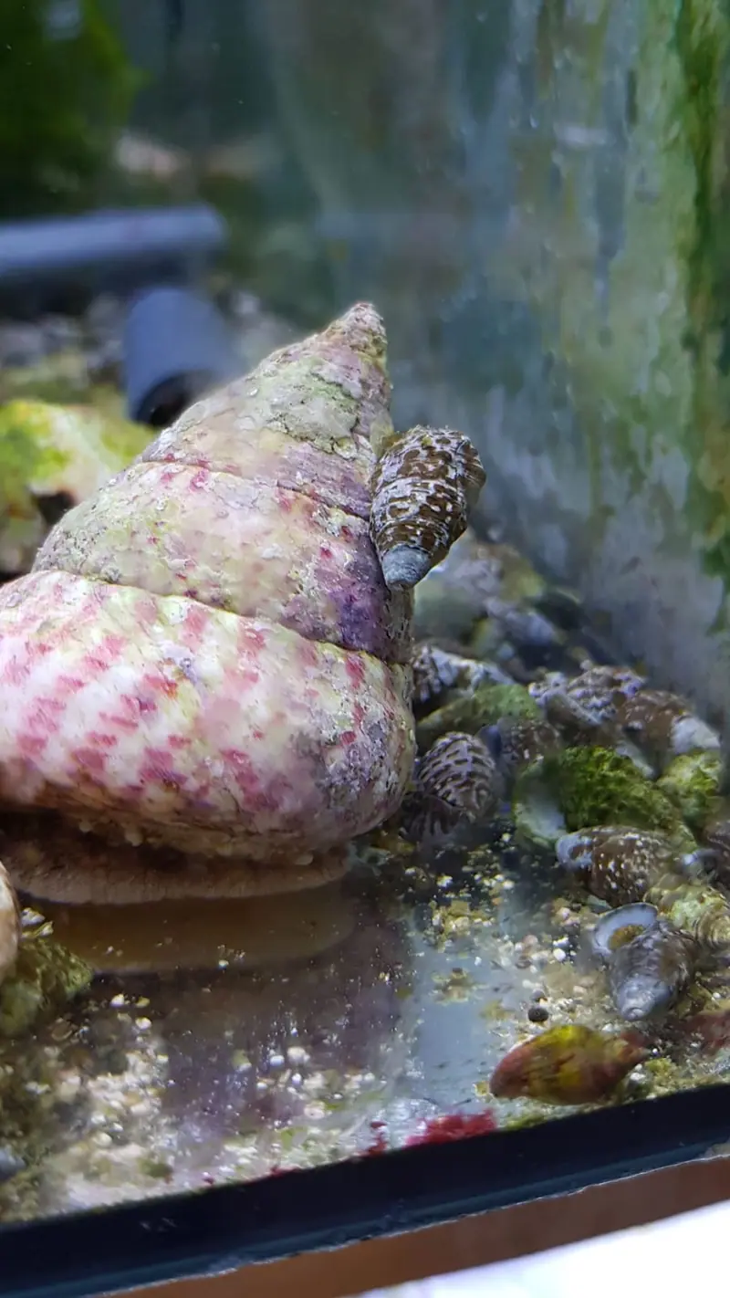 Tectus conus – Kegelförmige Kreiselschnecke