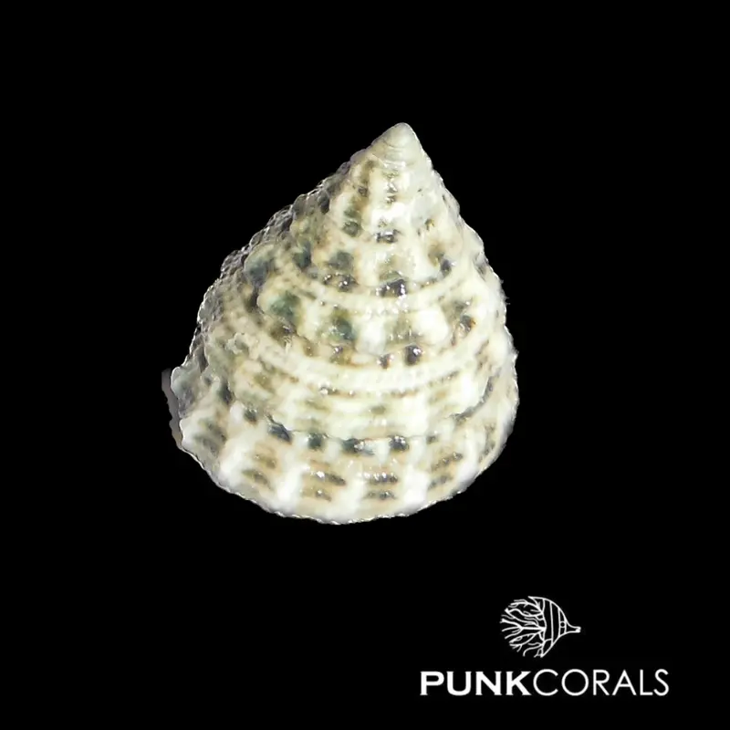 Tectus fenestratus Fenster-Kreiselschnecke