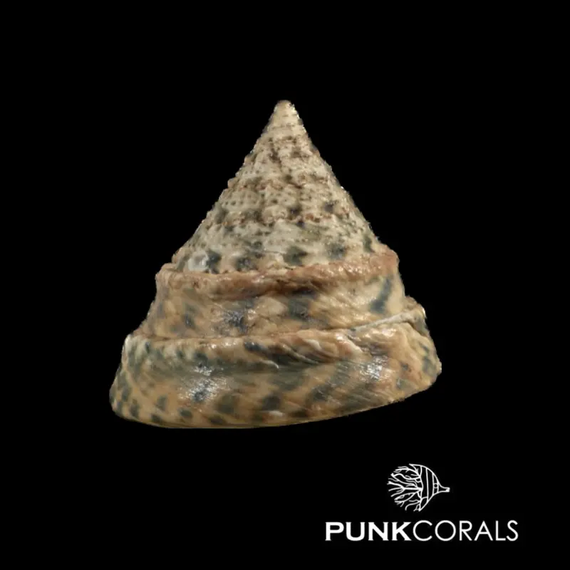 Tectus pyramis Pyramiden-Kreiselschnecke