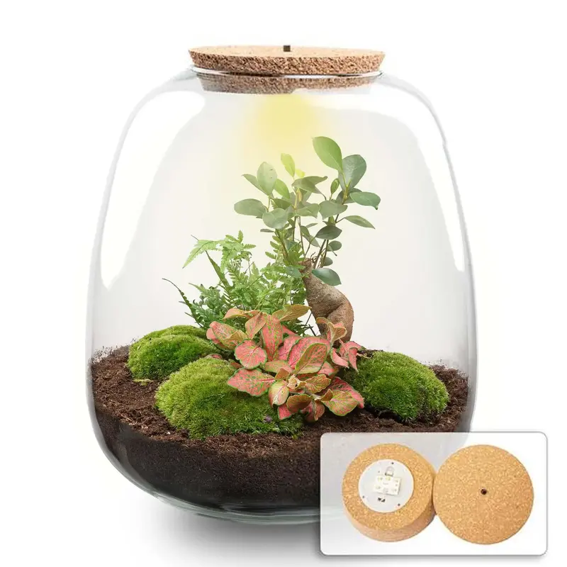 Terrarium DIY-Kit „Emma Bonsai Red“ – Dein autarkes Mini-Ökosystem mit LED-Licht 🌳💡 - ES+