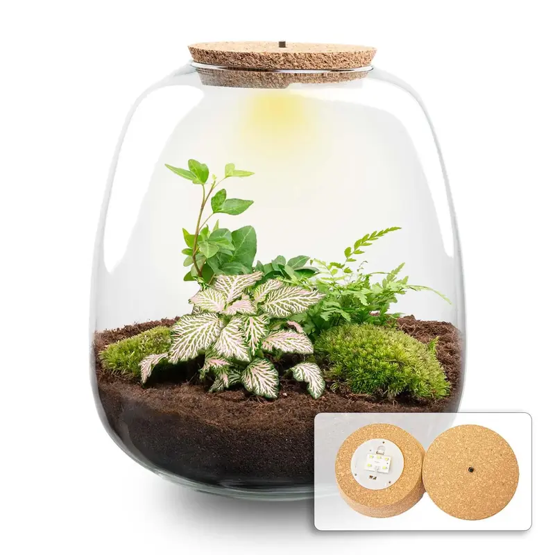 Terrarium DIY-Set „Emma Hedera Pink“ – Dein autarkes Mini-Ökosystem mit LED-Licht 🌸 - ES+