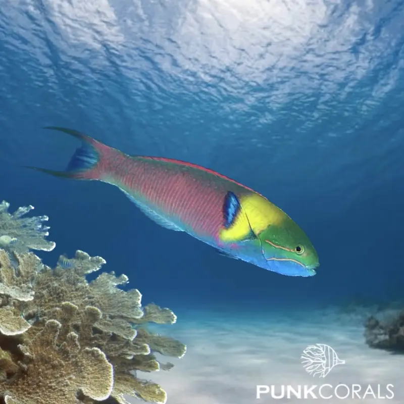 Thalassoma amblycephalum Zweifarben-Lippfisch