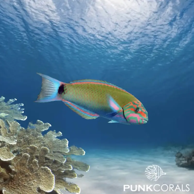 Thalassoma lunare Mondsichel-Lippfisch