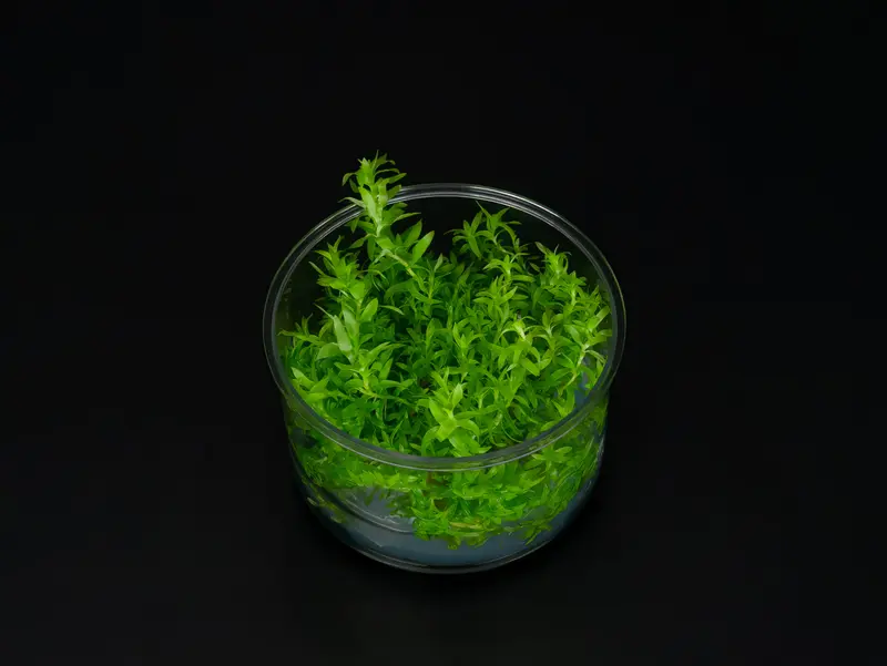 Tonina fluviatilis