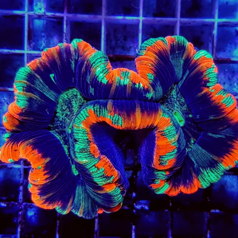 Trachyphyllia Multicolor Rote Ränder - Premium