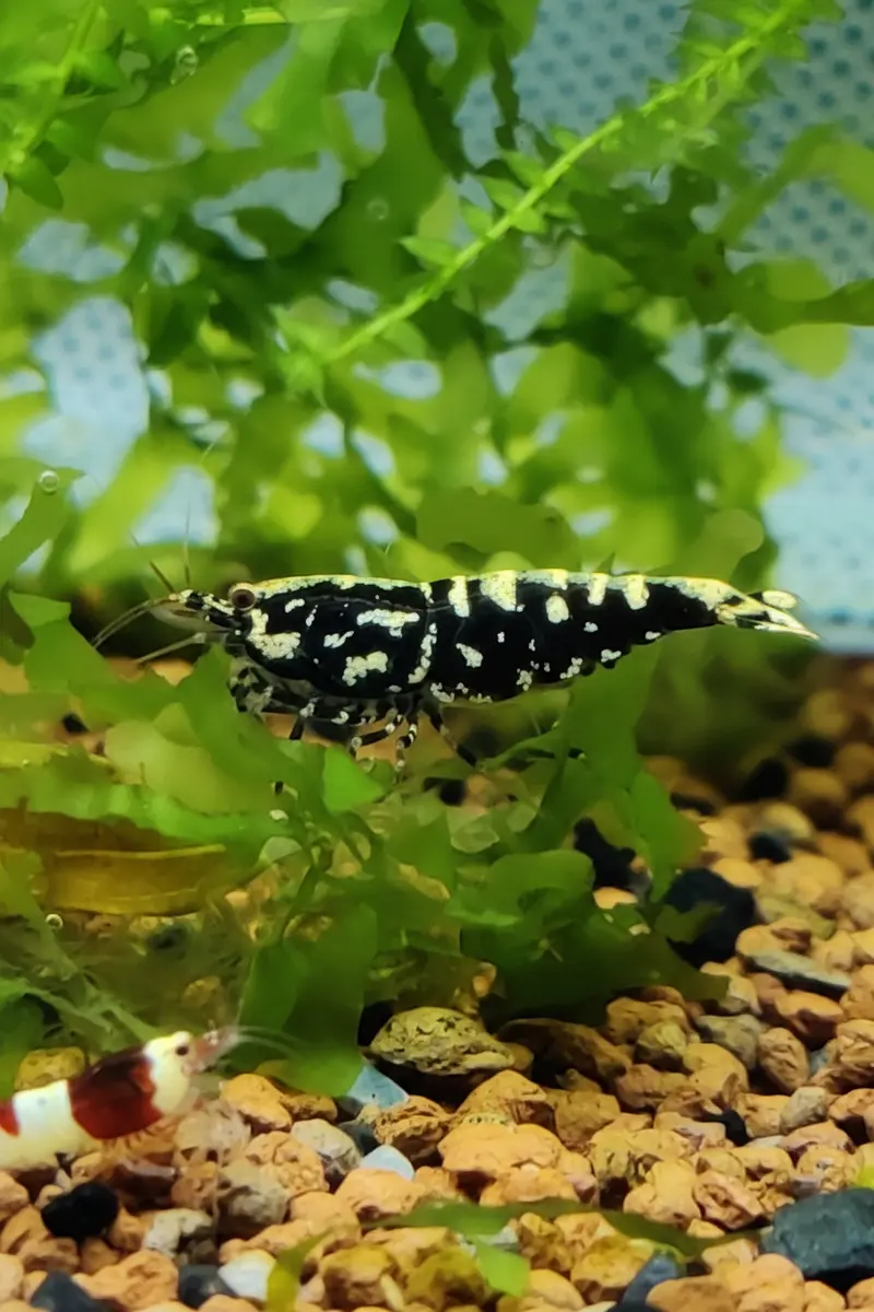 Tragende Black Pinto Galaxy/Fishbone