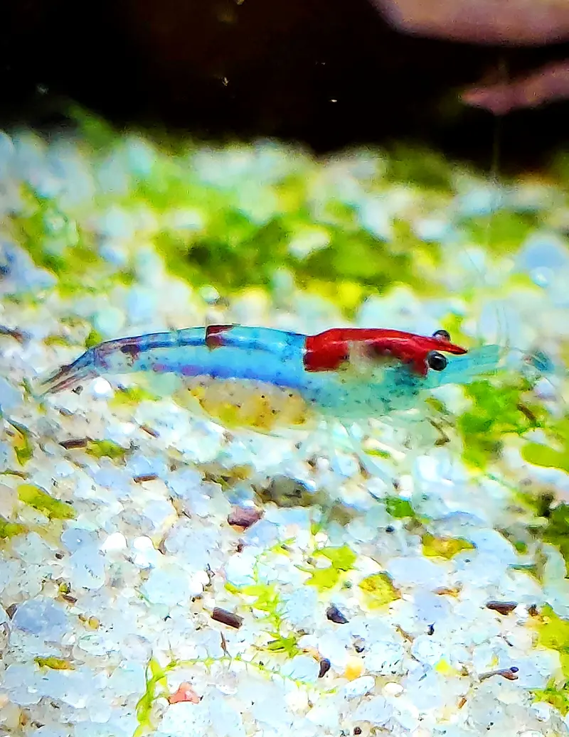 Tragende Blue Rili Garnele