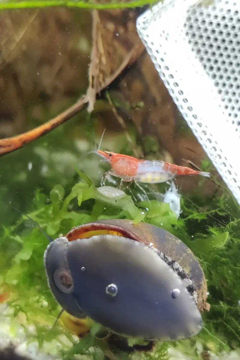Tragende Red Rili Garnelen (Neocaridina davidi)