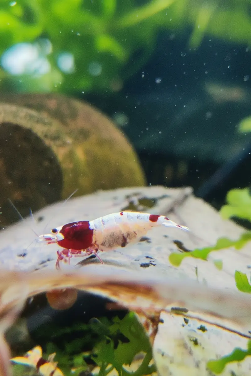 Tragende Red Shadow Mosura Garnele