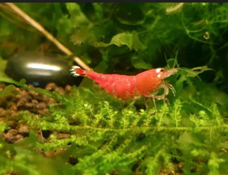 Tragende Super Crystal Red/Santa - Caridina