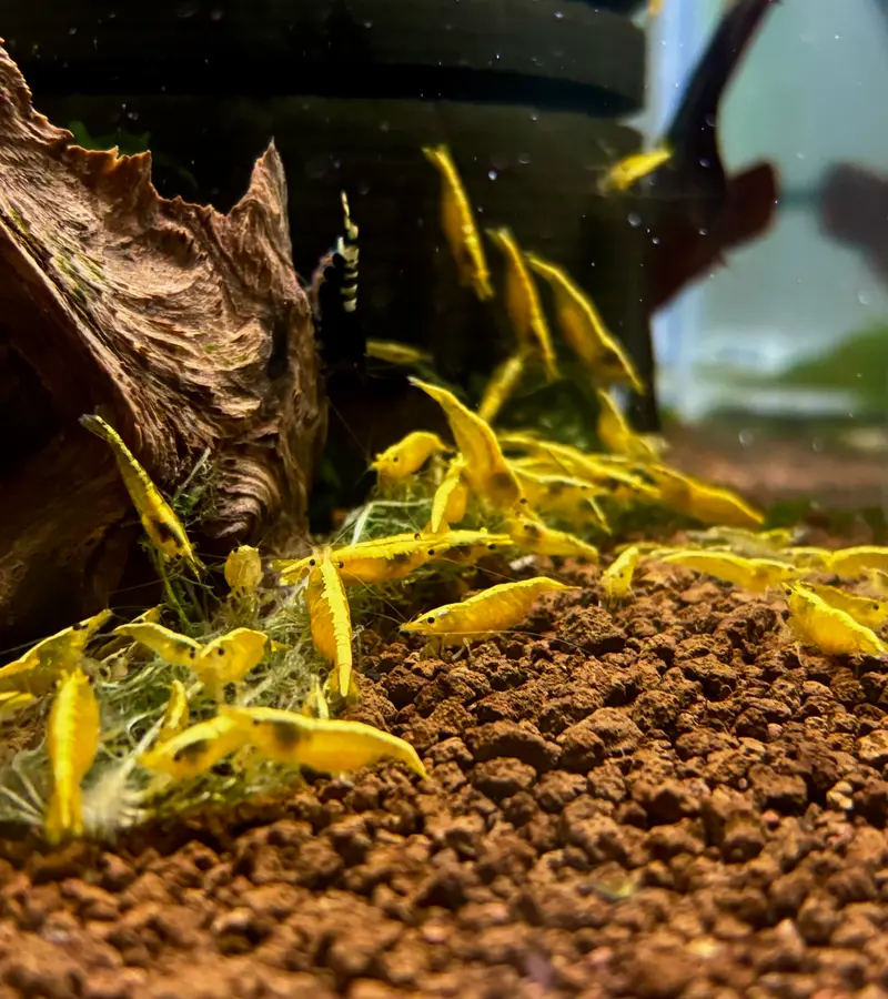 Tragende Yellow Fire Garnele - Gelbe Garnele - Neocaridina davidi "Yellow "