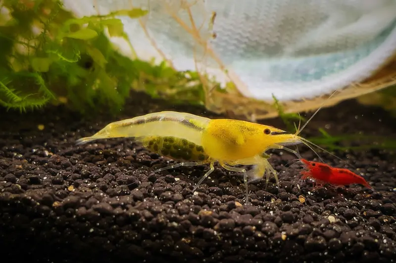 Tragende YKK Skeleton-Garnele Caridina