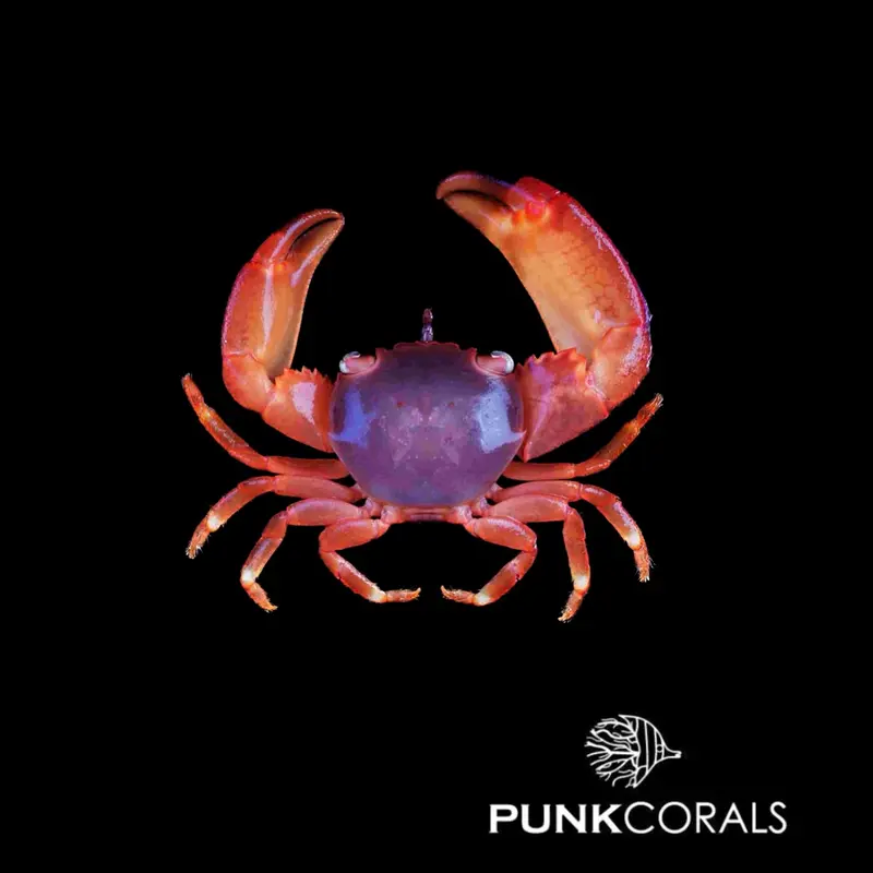Trapezia cymodoce Rote Korallenkrabbe