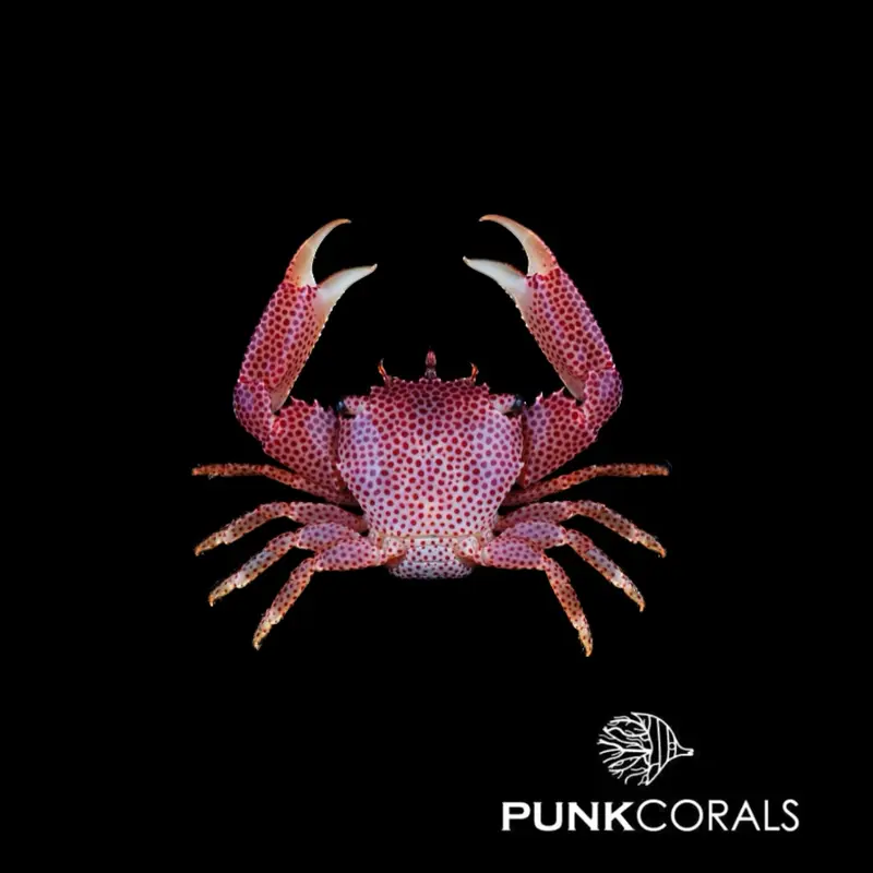 Trapezia rufopunctata Rot gepunktete Korallenkrabbe
