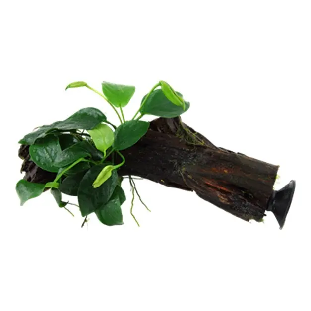 Treibholz + Saugnapf mit Anubias Nana