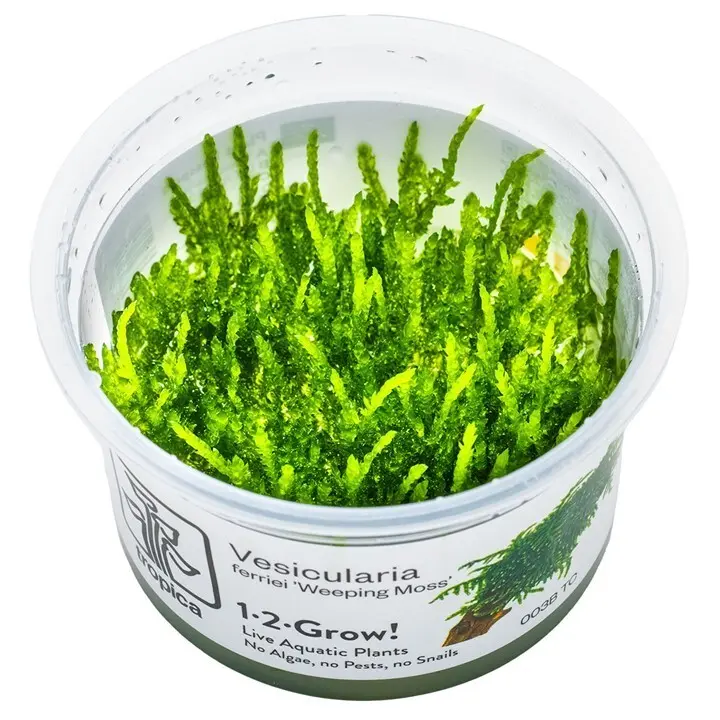 Tropica Vesicularia ferriei 'Weeping Moss' Garnelen Nano Aquarium In-Vitro Moos