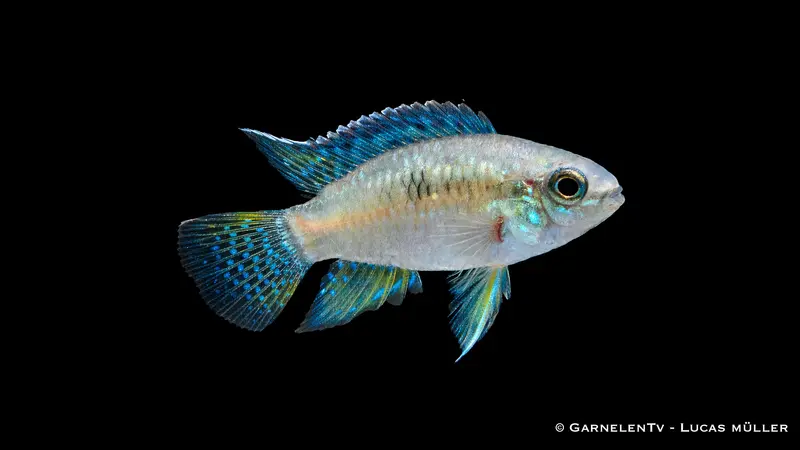 Tüpfelbuntbarsch - Laetacara curviceps
