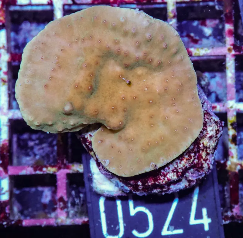Turbinaria frodens