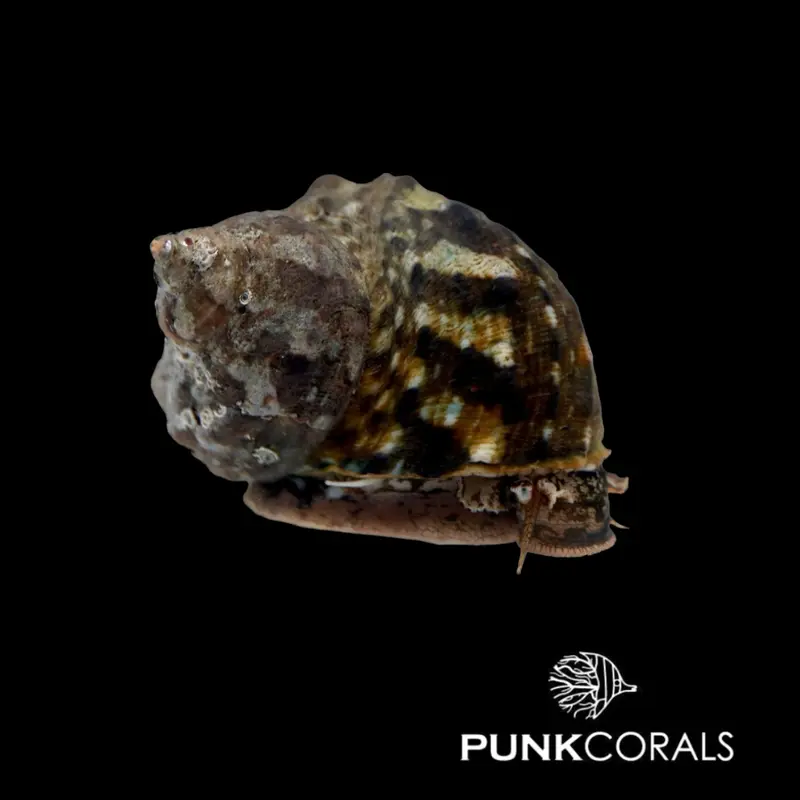 Turbo bruneus Braune Turbanschnecke