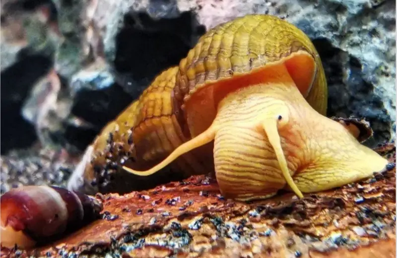 Tylomelania sp. Apricot