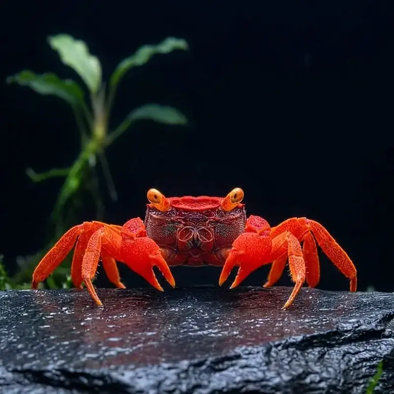 Vampirkrabbe „Tomato“
