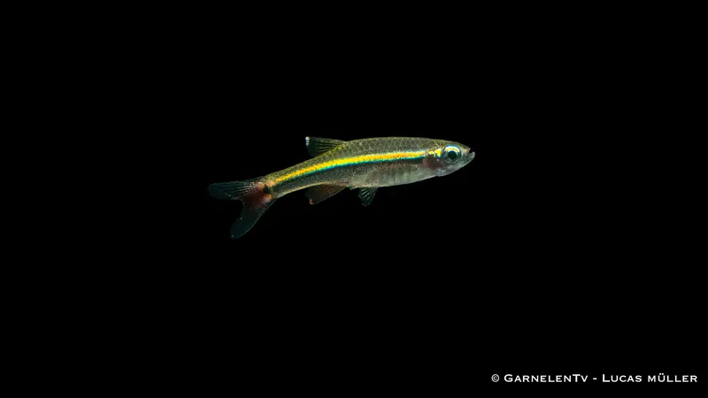 Vietnamesischer Kardinalfisch - Tanichthys micagemmae