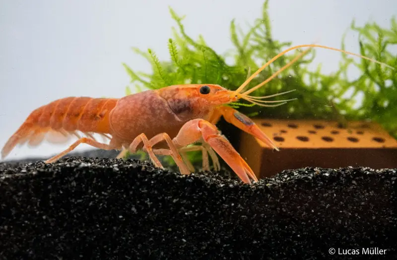Volcano Yabby - Cherax destructor var. 'Volcano'