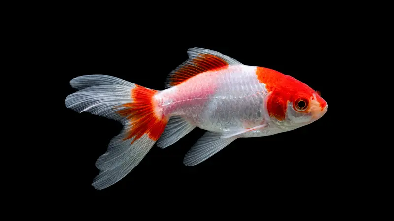 Wakin Goldfisch - Carassius auratus auratus (7-9cm)