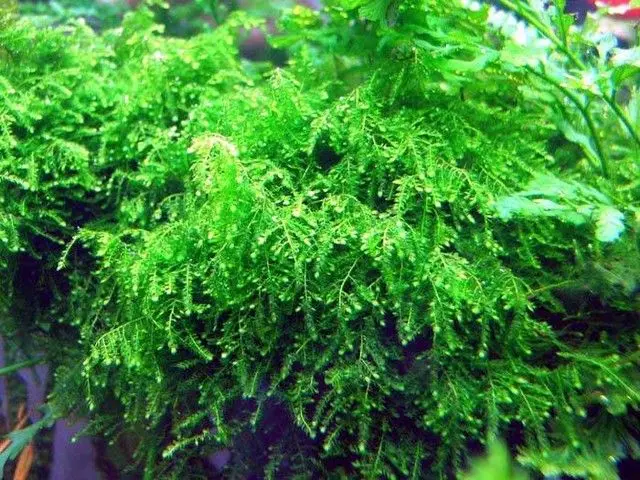 Weeping Moos 20 g / 150 cc
