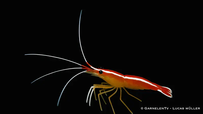 Weißband-Putzergarnele - Lysmata amboinensis