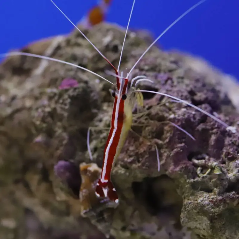 Weißbandputzergarnele (Lysmata amboinensis)