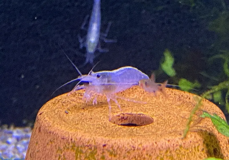 Weiße Amanogarnele - Caridina japonica "Snow white"